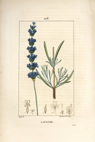 Lavender, Lavandula spica by Pierre Jean Francois Turpin