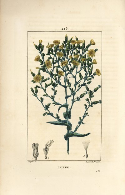 Lettuce by Pierre Jean Francois Turpin