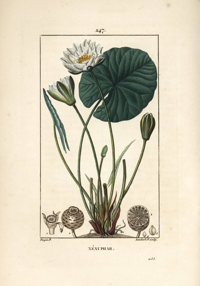 White Water Lily, Nymphaea alba (from La Flore Medicale) by Pierre Jean Francois Turpin
