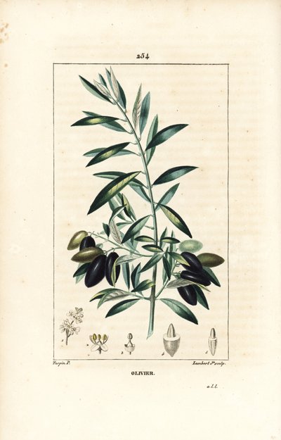 Olive Tree, Olea europaea, with Leaf, Branch, Fruit and Seed by Pierre Jean Francois Turpin