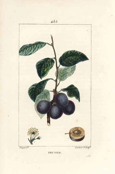 Prune - Plum or Plum Tree, Prunus domestica, with Fruit, Leaf, Blossom, Branch and Ripe Fruit in Section. Handcoloured Stipple Copperplate Engraving by Lambert Junior from a Drawing by Pierre Jean-Francois Turpin from Chaumeton, Poiret and Chamberet