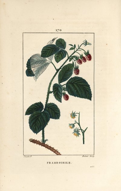 Raspberry by Pierre Jean Francois Turpin