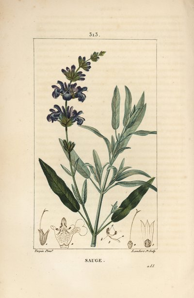 Sage officinale - Common sage, Salvia officinalis, with flower, leaf, stalk, and seed by Pierre Jean Francois Turpin