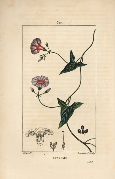 Scammony, Convolvulus Scammonia by Pierre Jean Francois Turpin