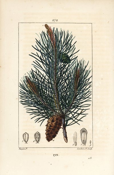 Scots Pine, Pinus sylvestris (from La Flore Medicale) by Pierre Jean Francois Turpin