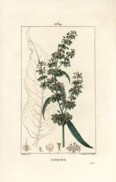 Patience dock, Rumex patientia, with flower, stalk, leaves, seed and leaf outline (Illustration from La Flore Medicale) by Pierre Jean Francois Turpin