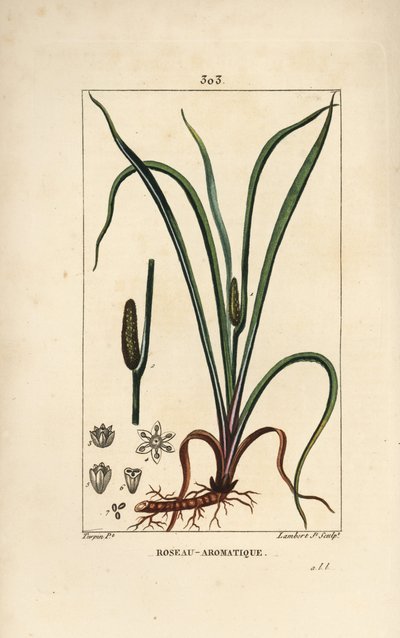 Sweet Smelling Flag, Acorus Calamus by Pierre Jean Francois Turpin