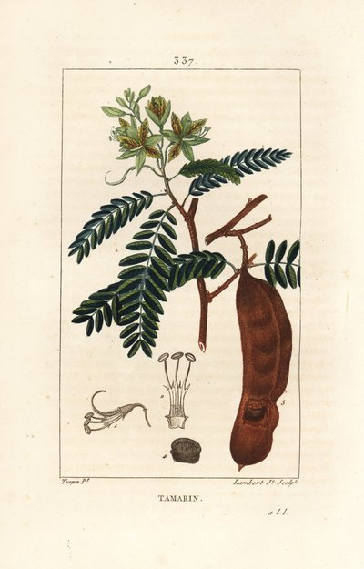 Tamarind - Tamarind, Tamarindus indica, showing flower, leaf, and seedpod by Pierre Jean Francois Turpin