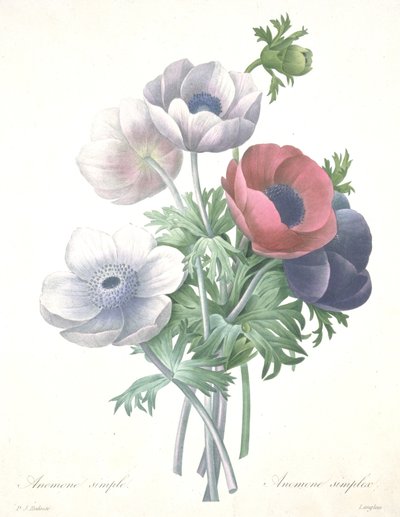 Anemone Simple, engraved by François Langlois, from Choix des Plus Belle Fleurs et des Plus Beaux Fruits by Pierre Joseph (after) Redoute