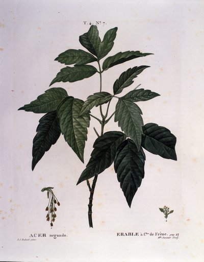 Botanical: Maple branch. Plate taken from 