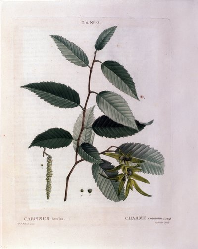 Botanical: Branch of Charm. Plate Taken from 