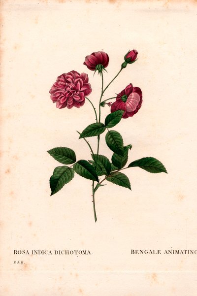 Animating China rose, Rosa chinensis hybrid by Pierre Joseph Redouté