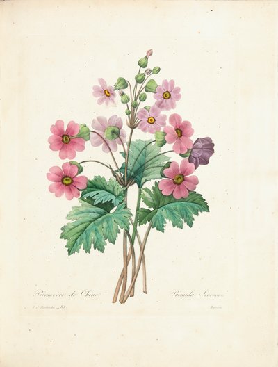 Chinese Primrose, Engraved by Bessin, from 