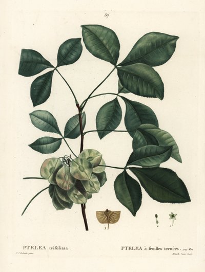 Common Hoptree, Stinking Ash or Wafer Ash, Ptelea Trifoliata by Pierre Joseph Redouté
