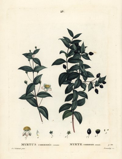 Common Myrtle, Myrtus Communis by Pierre Joseph Redouté
