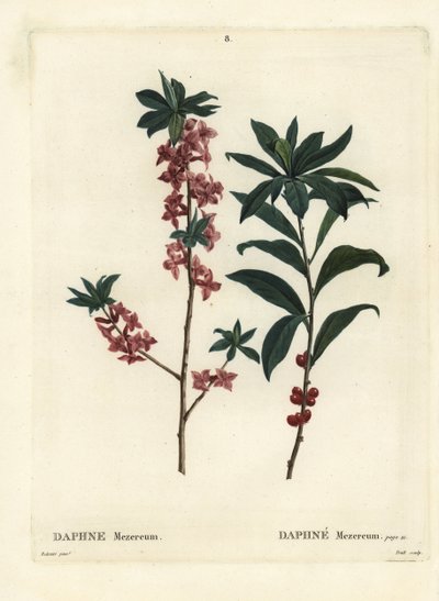 Daphne or mezereon, Daphne mezereum. Handcoloured stipple engraving by Troll after an illustration by Pierre-Joseph Redoute from Henri Louis Duhamel du Monceau