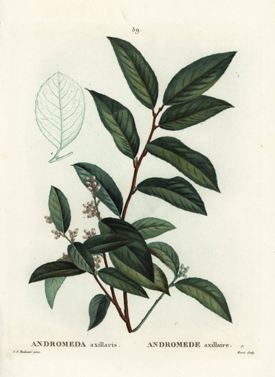 Fetterbush, Andromeda Axillaris by Pierre Joseph Redouté