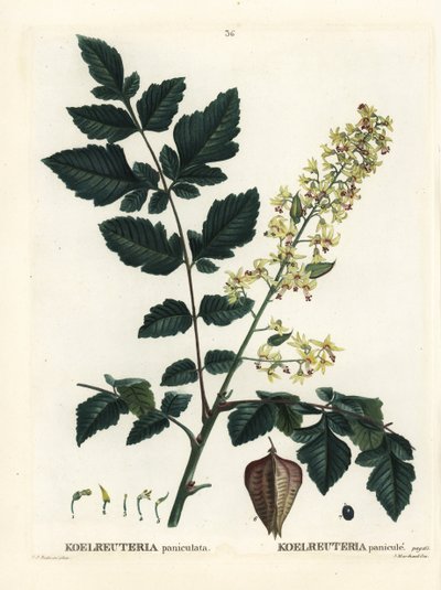 Goldenrain Tree, Pride of India, China Tree or Varnish Tree, Koelreuteria Paniculata. Handcoloured Stipple Engraving by Pierre-Joseph Redoute from Henri Louis Duhamel du Monceau