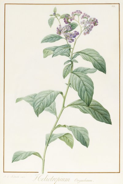Heliotropium Corymbosurn by Pierre Joseph Redouté