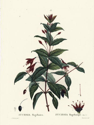 Hummingbird Fuchsia, Fuchsia magellanica by Pierre Joseph Redouté