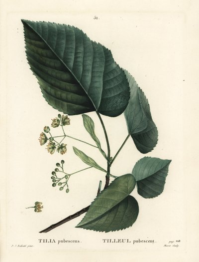 Lime tree, Tilia pubescens. Handcoloured stipple engraving by Moret after an illustration by Pierre-Joseph Redoute from Henri Louis Duhamel du Monceau