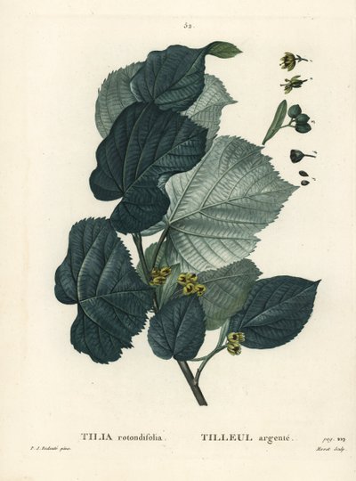 Lime Tree, Tilia Rotundifolia by Pierre Joseph Redouté