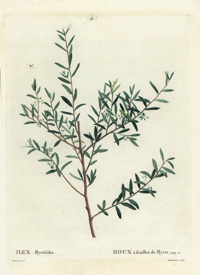 Myrtle holly or myrtle dahoon, Ilex myrtifolia. Handcoloured stipple engraving by Delaneaux after an illustration by Pierre-Joseph Redoute from Henri Louis Duhamel du Monceau