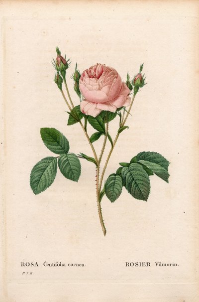 Pink Vilmorin, Rosa centifolia Vilmorin by Pierre Joseph Redouté