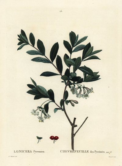 Pyrenees honeysuckle, Lonicera pyrenaica. Handcoloured stipple engraving by Tessaert after an illustration by Pierre-Joseph Redoute from Henri Louis Duhamel du Monceau