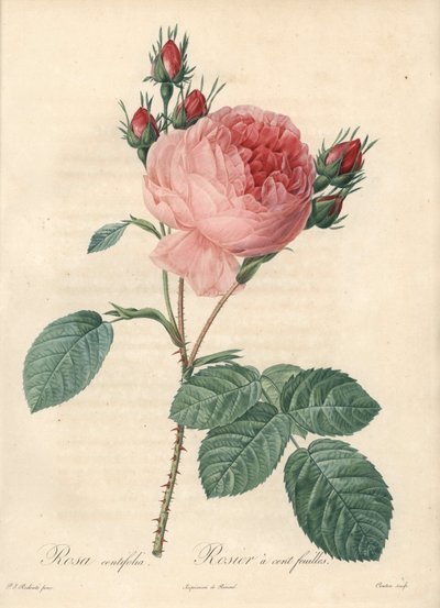 Rose hundred leaves - Engraving by Charlin, based on an illustration by Pierre Joseph Redoute, from 