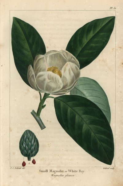 Small magnolia tree or white bay, Magnolia glauca by Pierre Joseph Redouté