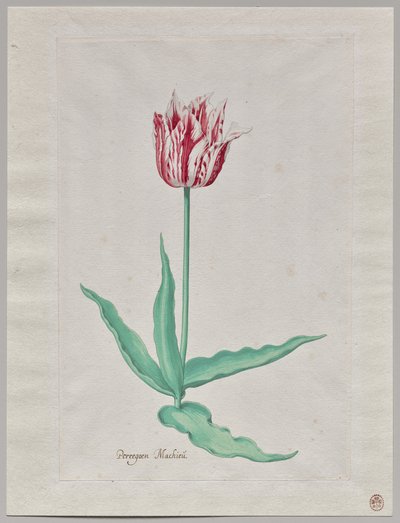 Study of a Tulip (Perregoen Machieu) by Pieter Holsteyn II