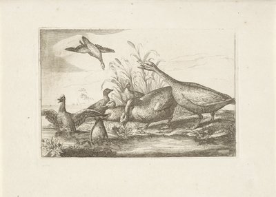 Ducks and Geese by Pieter Schenk (I) (attributed to)
