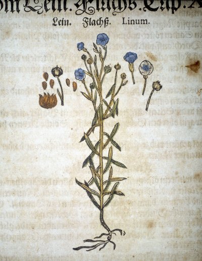 Lin or Linum - In 