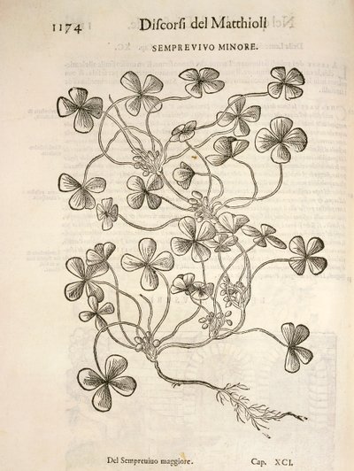 Sempervivum, engraving by Pier Andrea Mattioli by Pietro Andrea Mattioli