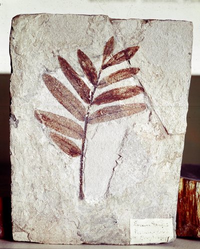 Prehistory: Branch Fossil in Limestone from the Site of Mount Bolca by Prehistoric Prehistoric