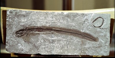 Fish Fossil Eomirus Formosissimus by Prehistoric Prehistoric