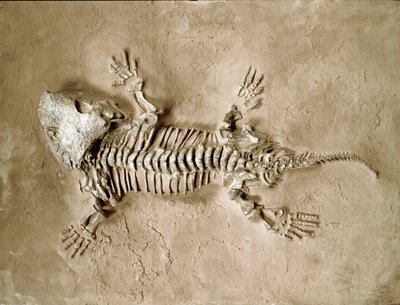 Prehistory: fossil of Seymouria Bayolorensis amphibian reptile from Texas in the United States. Permian period. Museo civico di storia naturale, Milan by Prehistoric Prehistoric