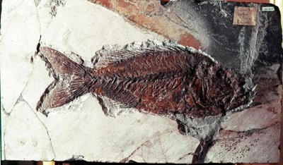 Prehistory: fossil of Sparnodus Elongatus fish from the site of Mount Bolca (Italy). Eocene period by Prehistoric Prehistoric