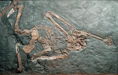 Prehistory: fossil of the great Primate Oreopitheque from Mount Bamboli. Miocene era. Museo civico di storia naturale, Milan by Prehistoric Prehistoric