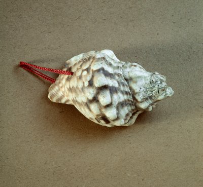 Shell of Triton nodifer pierced, used as a whistle from the Necropole of Arene Candide, Liguria. Middle Neolithic, Stone Age. Museo di archeologia Ligure, Genoa by Prehistoric Prehistoric