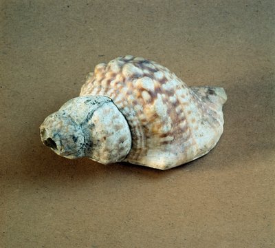 Shell of Triton Nodifer Used as a Whistle by Prehistoric Prehistoric