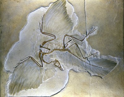 Primitive Birds Called Archaeopteryx. Complete Fossils Found in Bavaria, Upper Jurassic Shales by Prehistoric Prehistoric