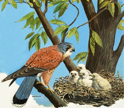 Kestrel and Chick by R.B. Davis