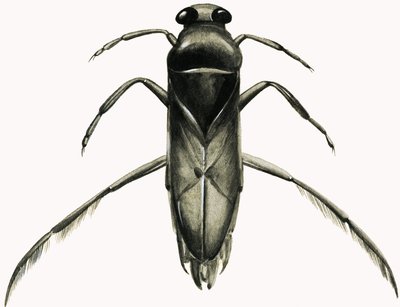Water Boatman by R.B. Davis