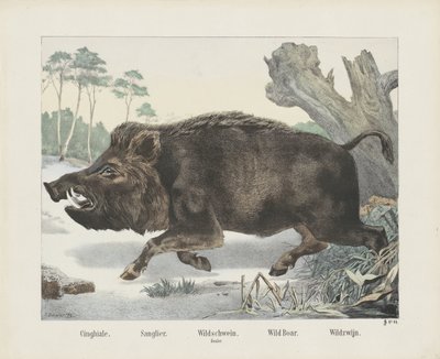 Wild Boar by R. Schulz