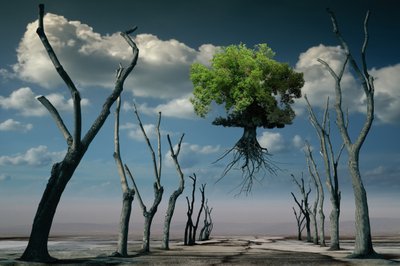 Surreal Floating Tree by Radoslav Penchev