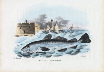 Atlantic Cod by Raimundo Petraroja