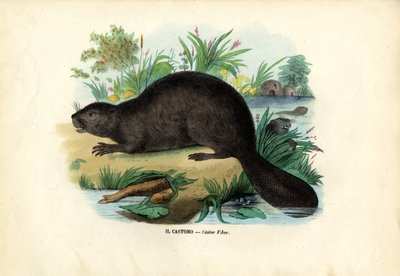 Beaver by Raimundo Petraroja
