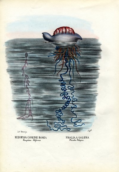 Jellyfish, 1863-79 by Raimundo Petraroja